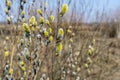 Willow bloom in early spring Royalty Free Stock Photo
