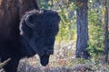 NWT Woodland Buffalo Head Royalty Free Stock Photo