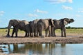 Elephants from Nxai pan in Botswana Royalty Free Stock Photo