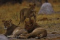 Big pride of lions looking at our safari party