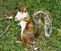 Squirrel posing in Central Park, New York. Royalty Free Stock Photo