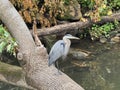 Beautiful great blue heron standing on the trunk in Bronx River, New York Royalty Free Stock Photo