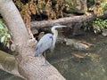 Beautiful great blue heron standing on the trunk in Bronx River, New York Royalty Free Stock Photo