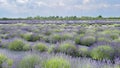 Beautiful purple lavender blooming in the field in Long Island, New York Royalty Free Stock Photo
