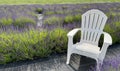 Beautiful purple lavender blooming in the field in Long Island, New York Royalty Free Stock Photo