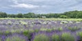Beautiful purple lavender blooming in the field in Long Island, New York Royalty Free Stock Photo