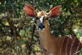 Nyala