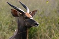 Nyala