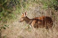 Nyala (also Inyala) in Hluhluwe Game Reserve