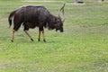 Nyala of animal in safari,African deer in Meadow. Royalty Free Stock Photo