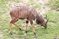 Nyala of animal in safari.