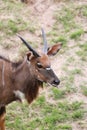 Nyala of animal in safari. Royalty Free Stock Photo