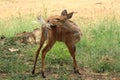 Nyala antelope cleaning herself