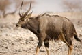 Nyala antelope on desert