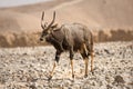 Nyala antelope on desert Royalty Free Stock Photo