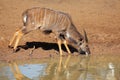 Nyala antelope drinking Royalty Free Stock Photo