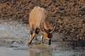 A male Nyala antelope drinking water, Kruger National Park, South Africa Royalty Free Stock Photo