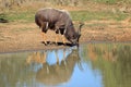 Nyala antelope drinking water - South Africa Royalty Free Stock Photo