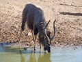 Nyala antelope drinking at waterhole Royalty Free Stock Photo