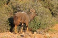 Nyala antelope in natural habitat, South Africa Royalty Free Stock Photo