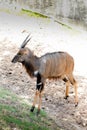 Nyala antelope Nyala angasi in the zoo Royalty Free Stock Photo