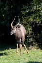 Nyala antelope at Port Elizabeth game park, South Africa