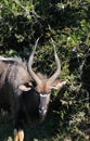 Nyala antelope at Port Elizabeth game park, South Africa Royalty Free Stock Photo