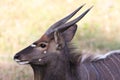 Nyala Antelope Portrait Royalty Free Stock Photo