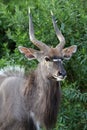 Nyala Antelope Portrait