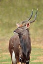 Nyala antelope portrait - South Africa Royalty Free Stock Photo