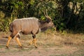 Nyala antelope - South Africa Royalty Free Stock Photo