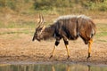 Nyala antelope - South Africa Royalty Free Stock Photo