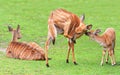 Nyala antelope Tragelaphus angasii. Royalty Free Stock Photo