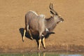 Nyala antelope at waterhole Royalty Free Stock Photo