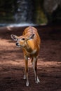 Nyala Antelope, wild animal, African animal Royalty Free Stock Photo