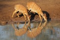 Nyala antelopes drinking Royalty Free Stock Photo