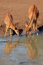 Nyala antelopes drinking Royalty Free Stock Photo