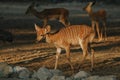 Nyala antelopes at sunlight in Namibia Royalty Free Stock Photo