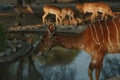 Nyala antelopes at sunlight in Namibia Royalty Free Stock Photo