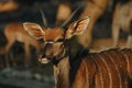 Nyala antelopes at sunlight in Namibia Royalty Free Stock Photo