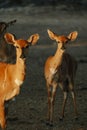 Nyala antelopes at sunlight in Namibia Royalty Free Stock Photo