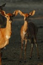 Nyala antelopes at sunlight in Namibia Royalty Free Stock Photo