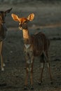 Nyala antelopes at sunlight in Namibia Royalty Free Stock Photo