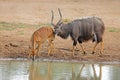 Nyala antelopes at a waterhole Royalty Free Stock Photo