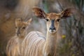 Nyala buck in South Africa