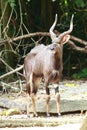 Nyala Bull