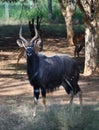 A Nyala bull standing with some ewes