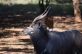 A Nyala bull standing with some ewes