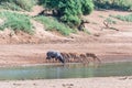 Nyala bulls and cows drinking water in the Levuvhu River