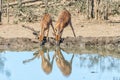 Nyala bulls and cows drinking water in a waterhole Royalty Free Stock Photo